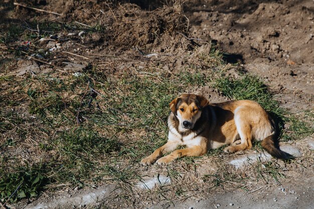 Perro callejero sin hogar solitario está tendido en la vía urbana.