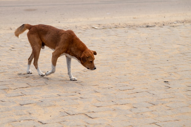 Perro callejero en la isla de Madagascar