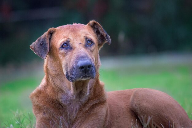 Un perro callejero en el jardín público de la India