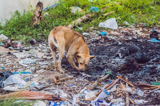 Perro callejero junto al concepto de animales callejeros de basura, concepto de contaminación del medio ambiente