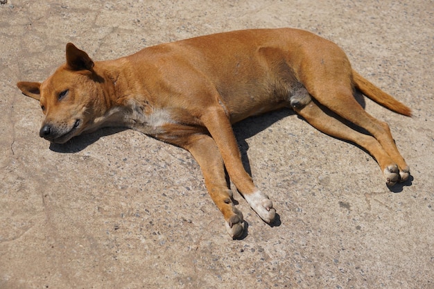 Perro callejero marrón en las calles de la ciudad