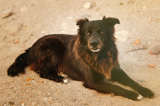 Perro callejero negro