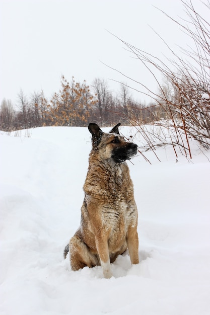 Un perro callejero en la nieve.