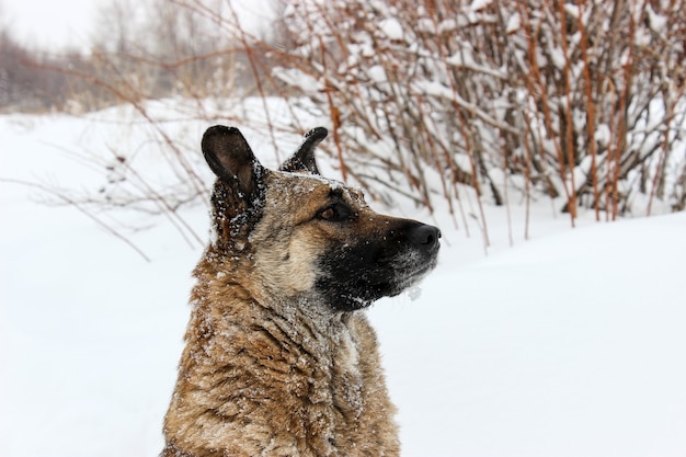 Un perro callejero en la nieve.