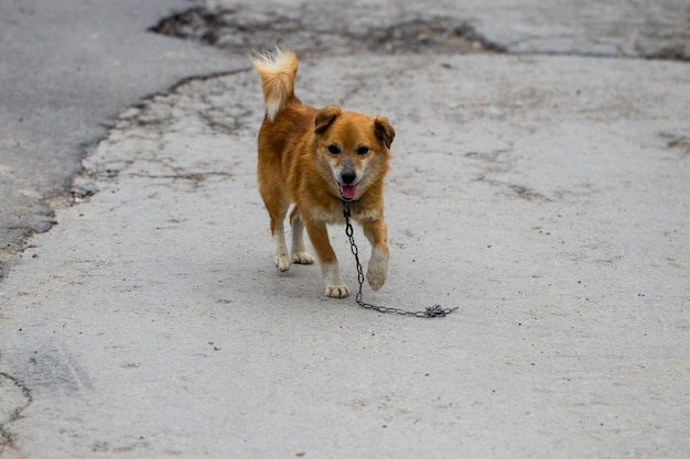 Un perro callejero parado en medio de una carretera