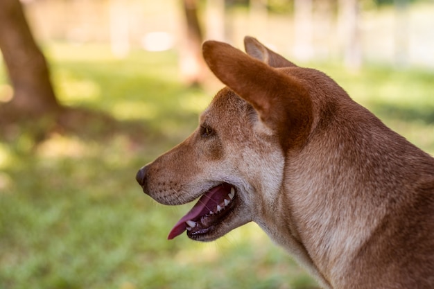 Un perro callejero de pie solo con una expresión alegre vista cercana