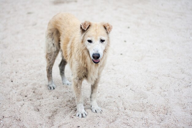 perro callejero en la playa