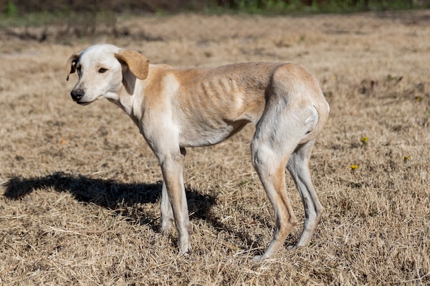 Perro callejero pobre y flaco