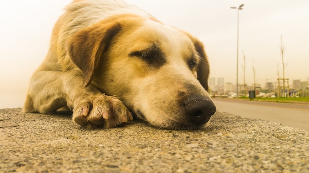 Perro callejero sentado en el pavimento