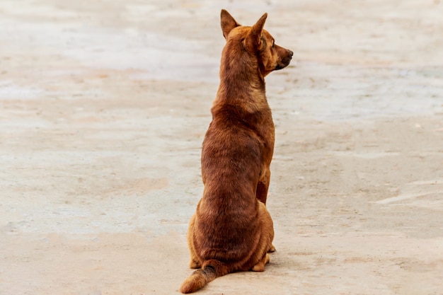 perro callejero sentado en un piso de cemento.