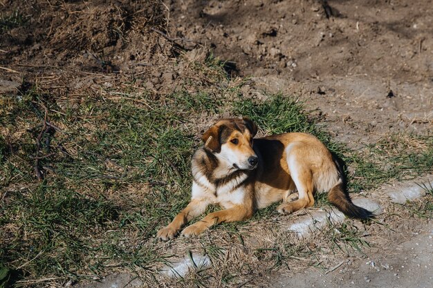 Un perro callejero solitario con una etiqueta en la oreja yace en el suelo cerca de la carretera.