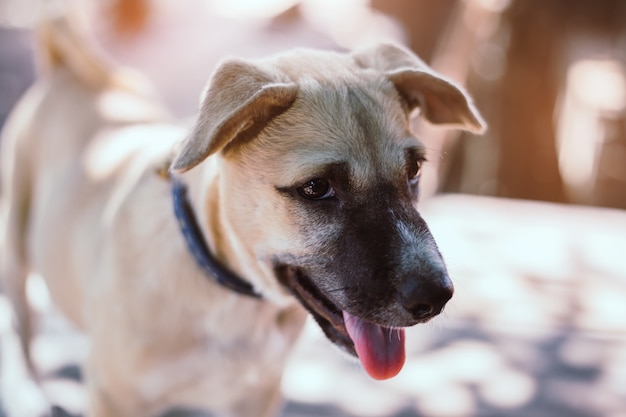 Un perro callejero, solo la vida esperando la comida. Perro callejero abandonado sin hogar está tirado en la calle. Pequeño perro abandonado triste en el sendero.