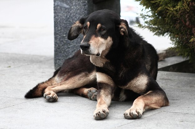 Perro callejero tirado en la calle