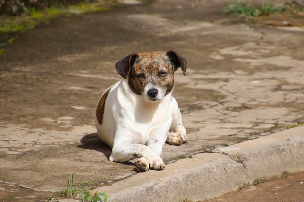 Perro callejero tirado en la cuneta