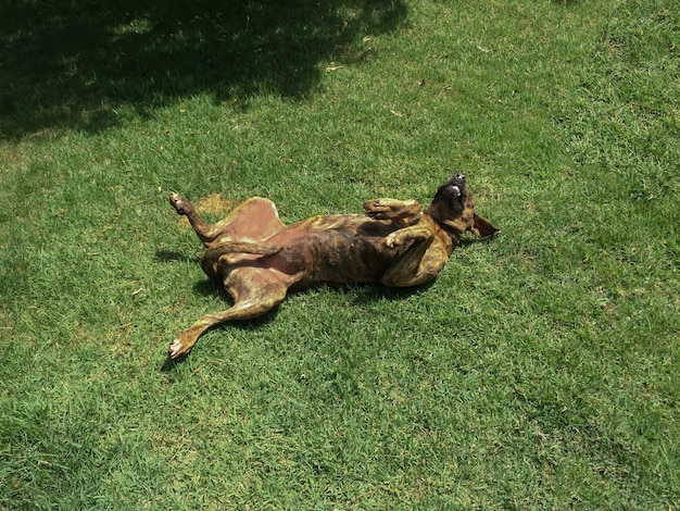 Perro callejero tumbado en la hierba Perro feliz rodando en el jardín