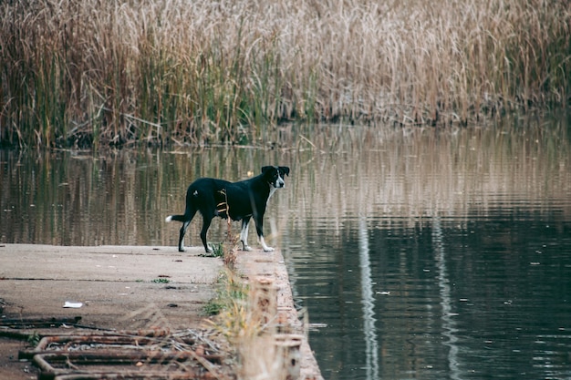 Un perro callejero