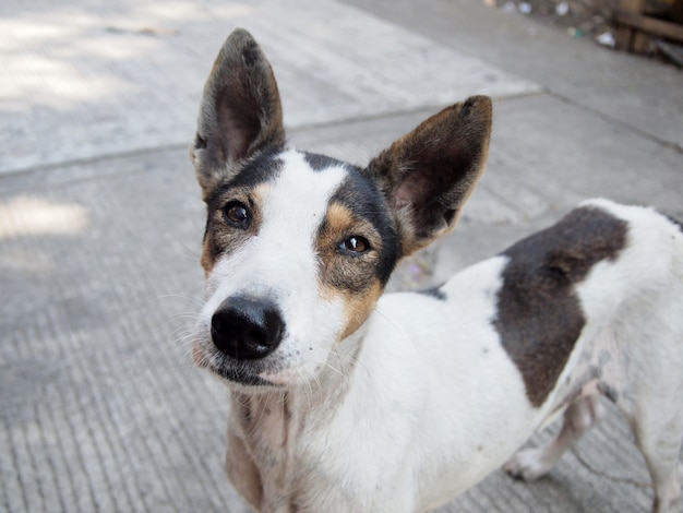 perro callejero