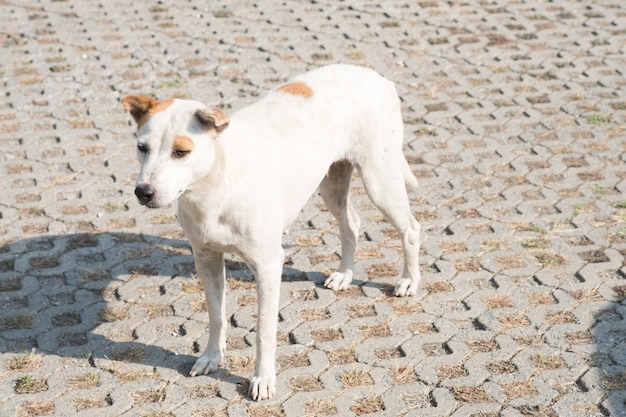 perro callejero