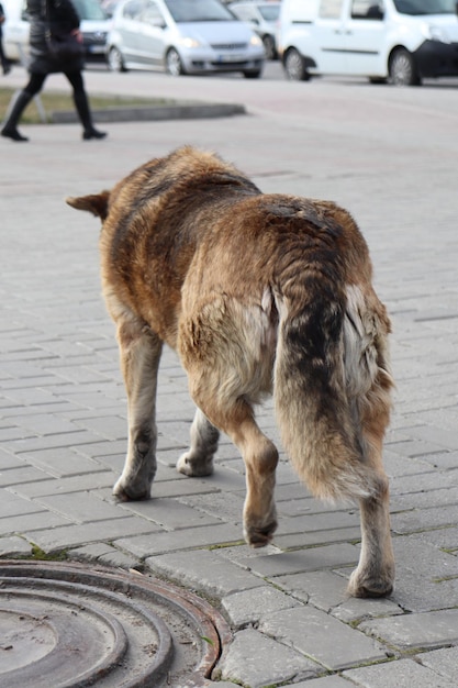 Un perro camina por la calle y el perro mira a la cámara.