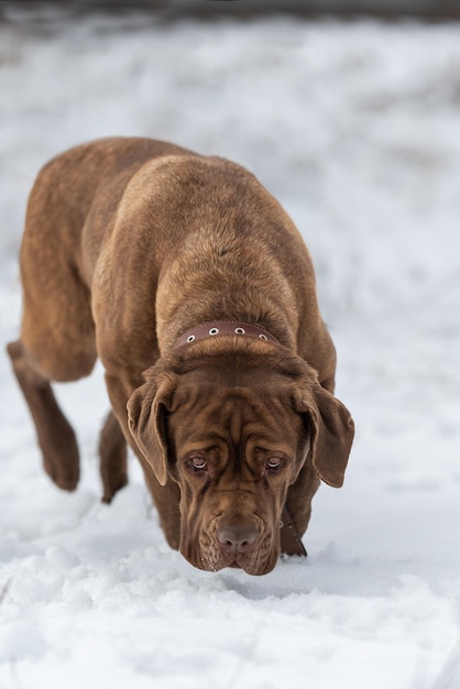 Foto el perro camina por la nieve en busca de algo para comer