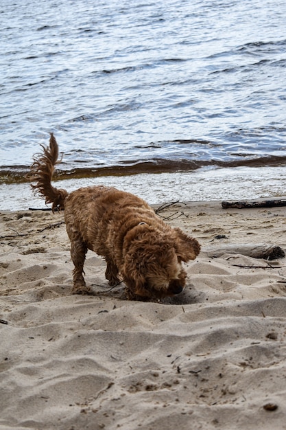 Un perro camina por la orilla del río.