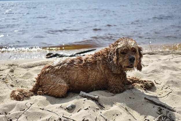 Un perro camina por la orilla del río.