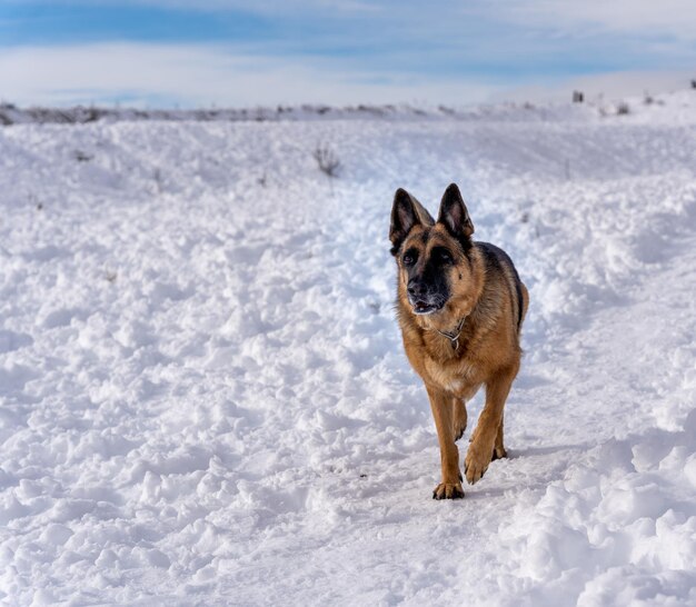 Perro caminando al aire libre en la nieve en un día invernal