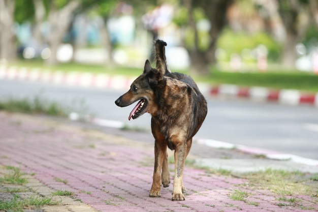 Perro caminando por la calle