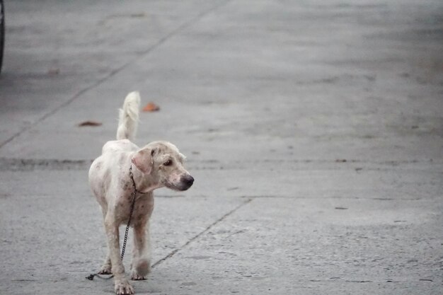 Foto perro caminando por el camino