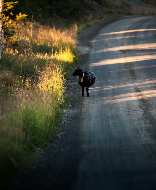 Foto perro caminando por el camino