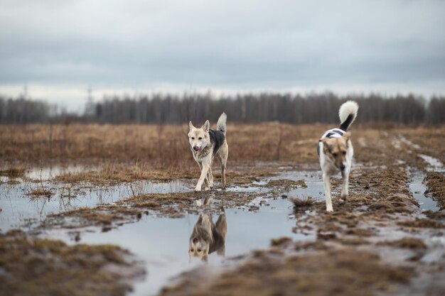 Perro caminando en el campo de primavera húmedo día nublado