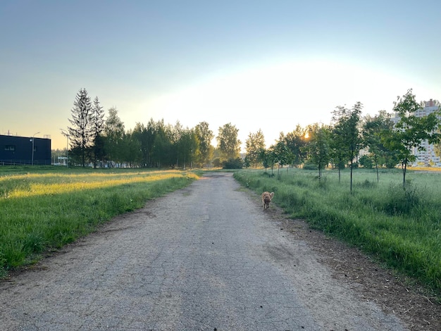 perro caminando por la carretera a la sombra al amanecer