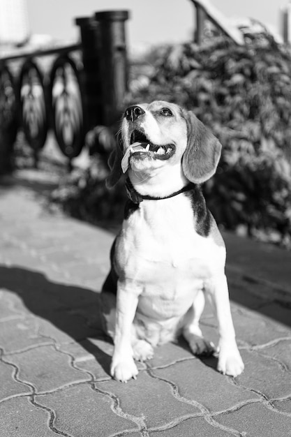 Perro caminando en un día soleado de verano al aire libre Cachorro con cabello blanco marrón y negro sobre pavimento de baldosas Mascota y animal doméstico Amigo y amistad Concepto de empatía