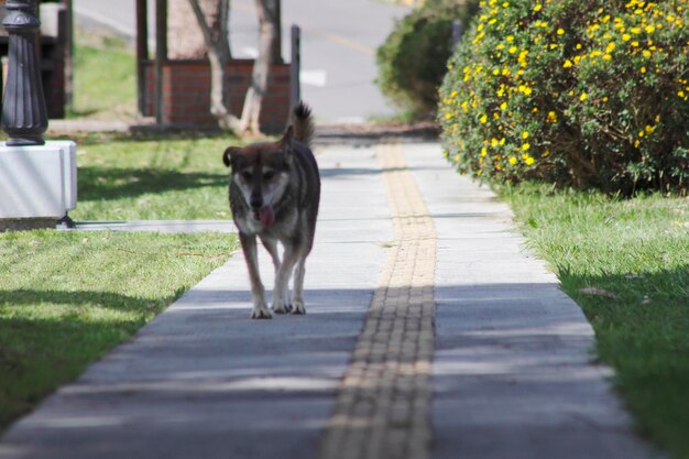 Foto perro caminando por el pasillo