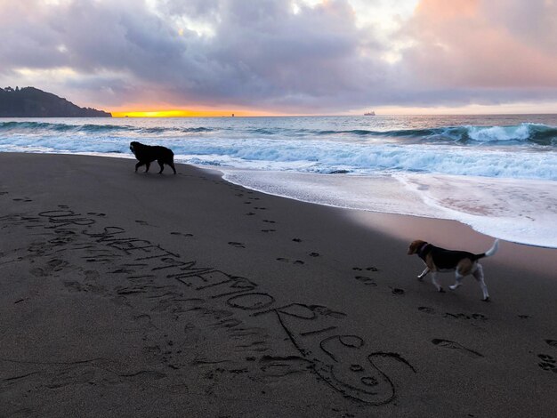 Perro caminando por la playa junto al mar contra el cielo durante la puesta de sol