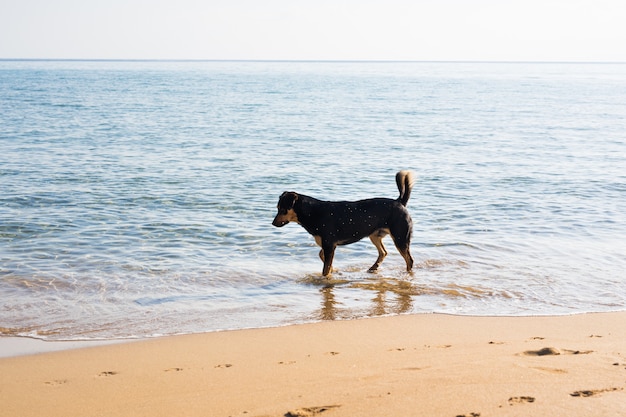 Perro caminando por la playa