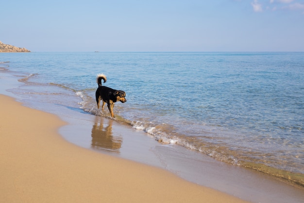 Perro caminando por la playa