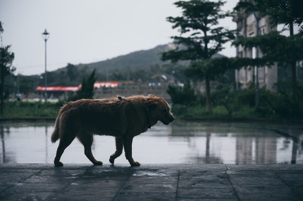 Perro caminando solo, lluvia caída