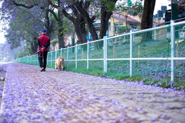 Perro caminando