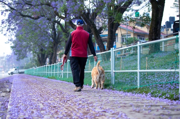 perro caminando