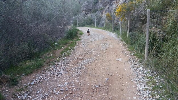 Foto perro en un camino de tierra por los árboles