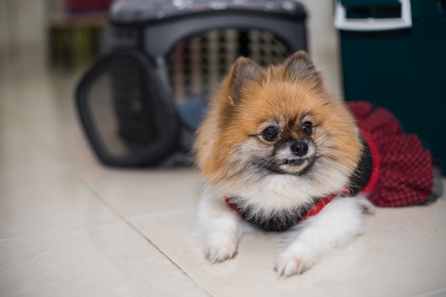 Perro con una camisa en el piso de la casa