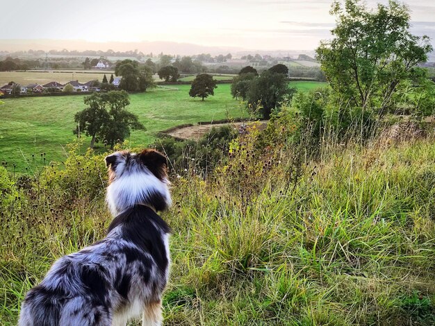 Perro en el campo contra el cielo