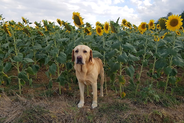 Foto perro en el campo contra el cielo