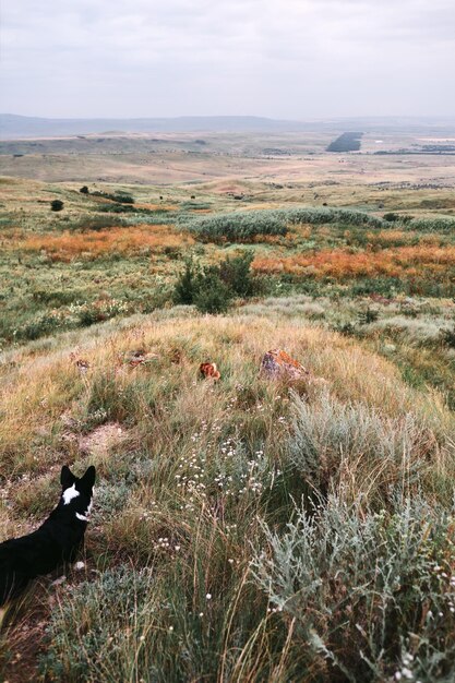 Perro en el campo contra el cielo