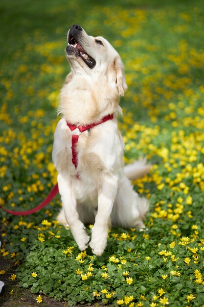 Un perro en un campo de flores amarillas.