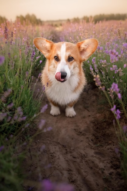 Un perro en un campo de flores con la lengua afuera.