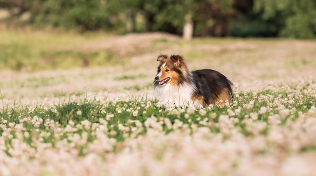 Un perro en un campo de flores.