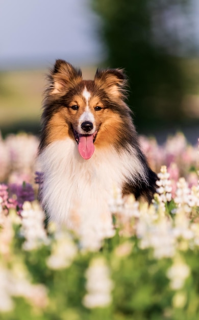 Un perro en un campo de flores.