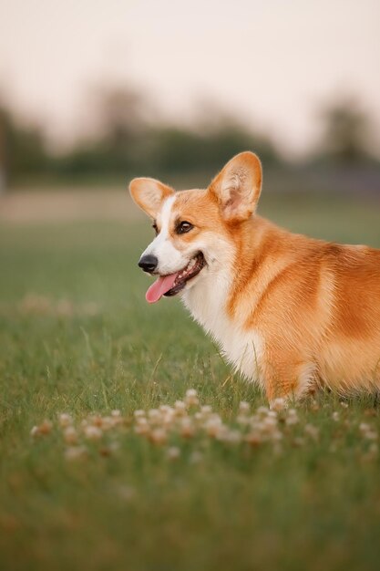 Un perro en un campo de flores.